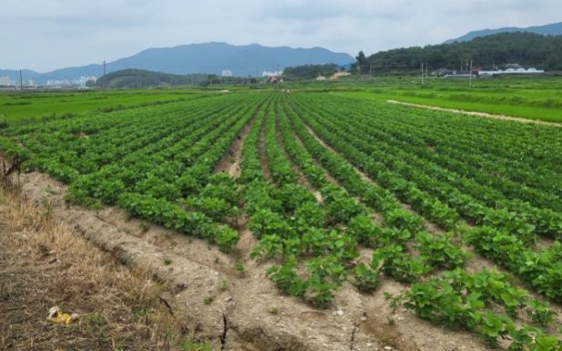 기본형 공익직불금- 논콩 재배
